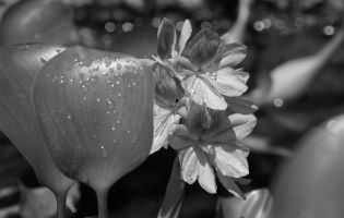 Jacinto de agua común - Eichhornia crassipes