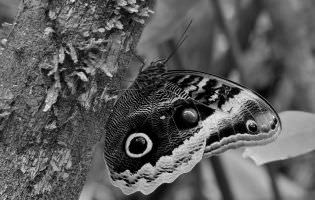 Gold-edged Owl-Butterfly - Caligo Uranus