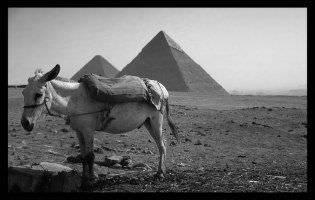 Pyramids of Cheops and Chephren, Giza, Egypt