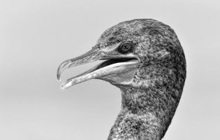 Double-crested cormorant - Phalacrocorax auritus