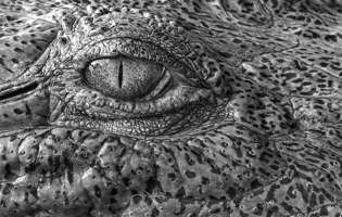 Cocodrilo de Morelet - Crocodylus moreletii