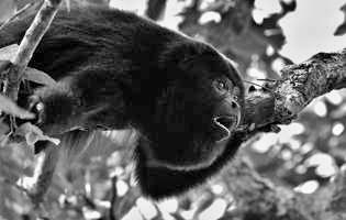 Mono aullador negro guatemalteco - Alouatta pigra