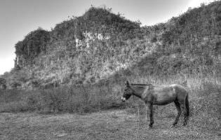 The donkey - Cuba