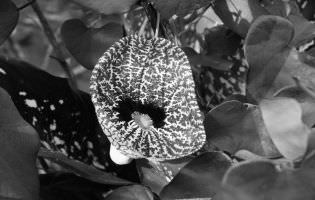 Flor de calicó - Aristolochia elegans