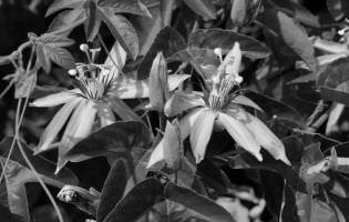 Passiflore écarlate - Passiflora coccinea