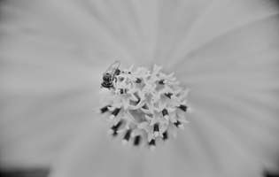 Flor de cosmos y abeja - Cosmos sulphureus