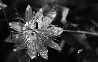 Passiflore poc poc et chrysomèle - Passiflora foetida