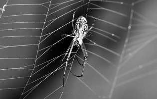 Araignée tisseuse - Leucauge venusta