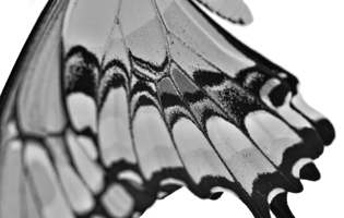 Wing detail of a Giant Swallowtail - Papilio cresphontes