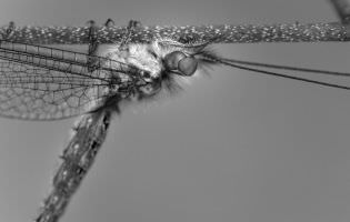 Owlfly - Ascalaphidae Ululodes