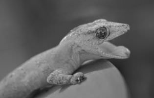 Gecko casero común - Hemidactylus frenatus