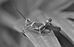 Soldier Grasshopper - Chromacris speciosa