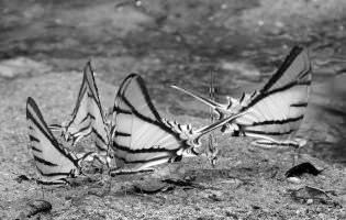 Cerf-volant à cinq bandes - Eurytides macrosilaus penthesilaus