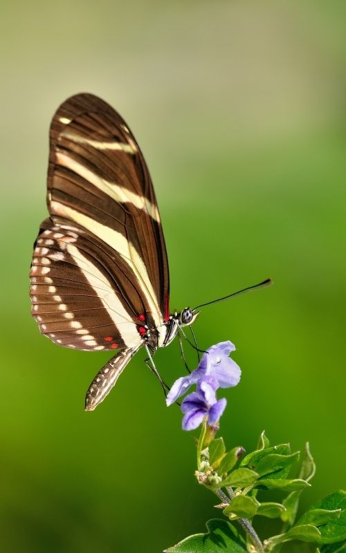 Mariposa Heliconius zebra