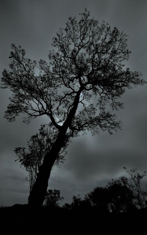 Love affair: the Moon and the Tree