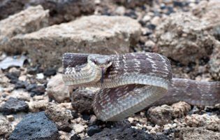 Puffer Snake - Phrynonax poecilonotus