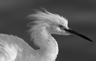 Héron garde-bœufs - Bubulcus ibis