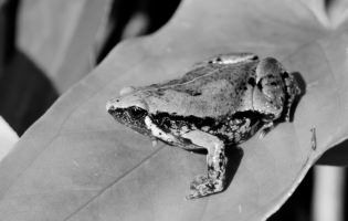 Mexican narrow-mouthed toad - Hypopachus variolosus